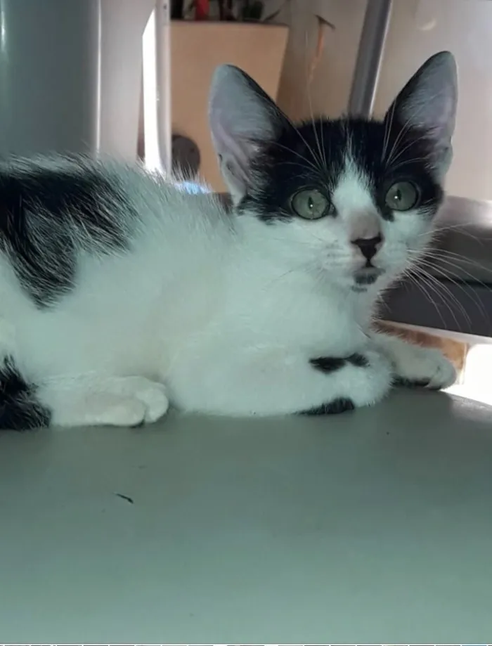 Gato ra a Frajola  idade 2 a 6 meses nome Tom 
