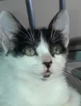 Tom 