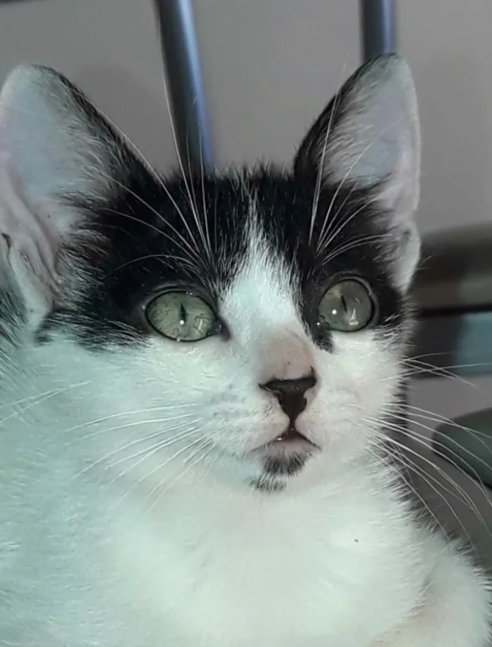 Gato ra a Frajola  idade 2 a 6 meses nome Tom 