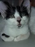 Tom 