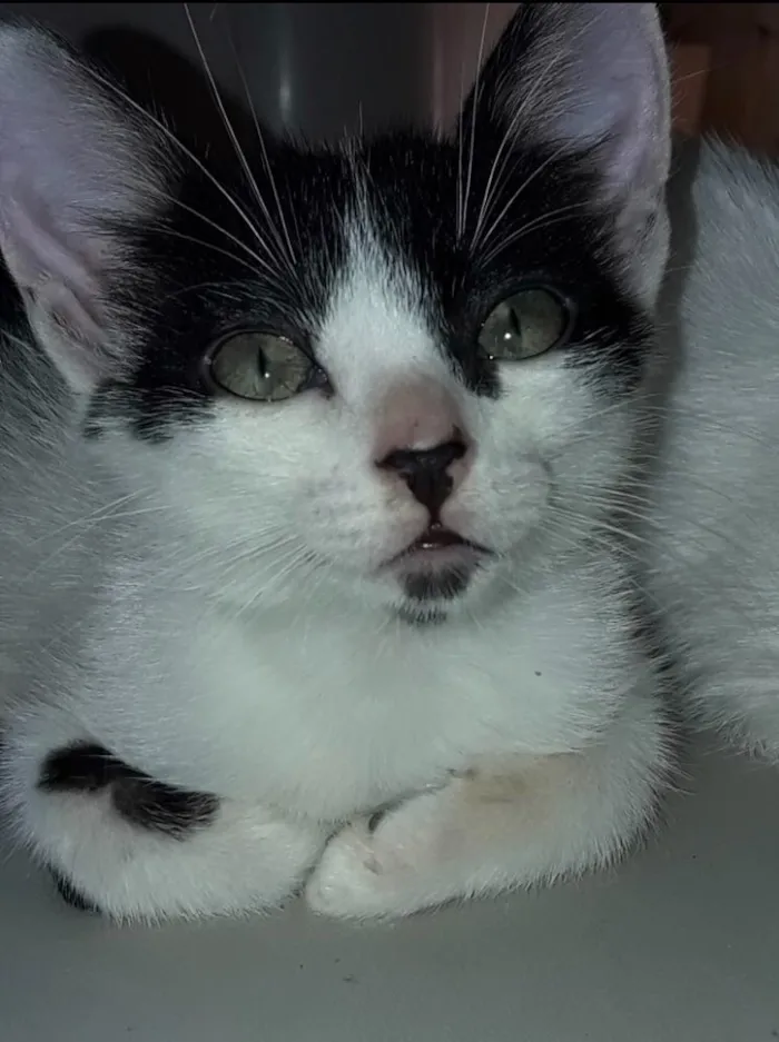 Gato ra a Frajola  idade 2 a 6 meses nome Tom 