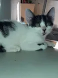 Tom 
