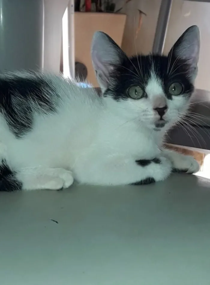 Gato ra a Frajola  idade 2 a 6 meses nome Tom 