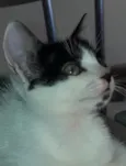 Tom 