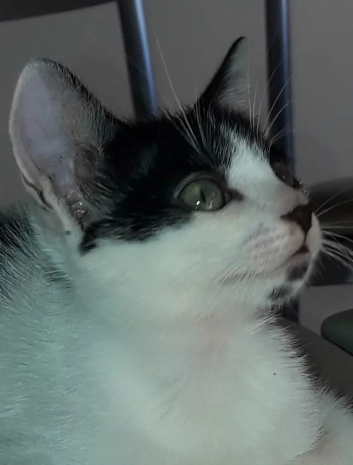 Gato ra a Frajola  idade 2 a 6 meses nome Tom 