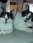 Tom 