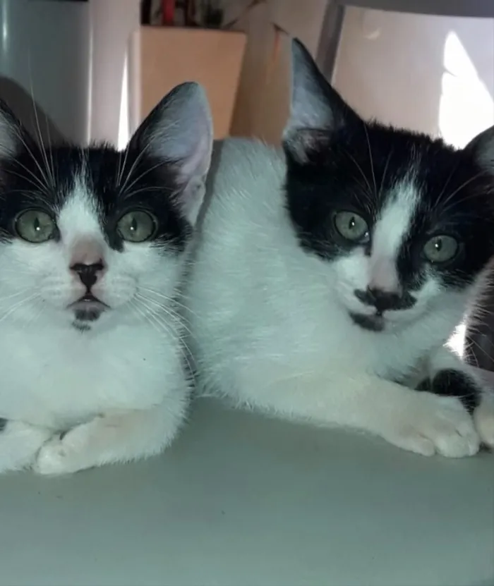 Gato ra a Frajola  idade 2 a 6 meses nome Tom 