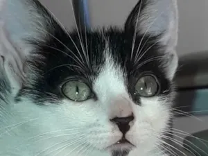 Gato raça Frajola  idade 2 a 6 meses nome Tom 