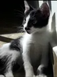Bob