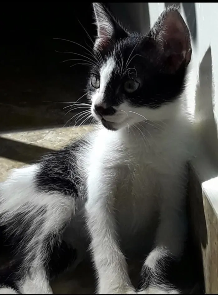 Gato ra a Frajola  idade 2 a 6 meses nome Bob