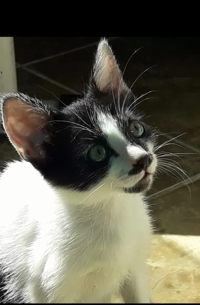 Gato ra a Frajola  idade 2 a 6 meses nome Bob