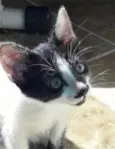Bob