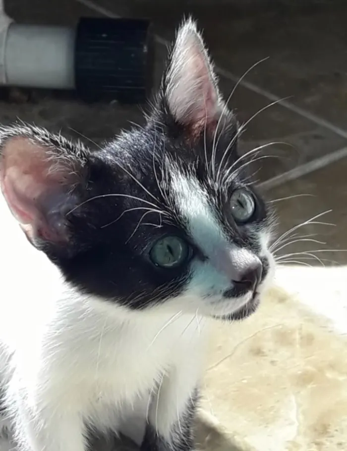 Gato ra a Frajola  idade 2 a 6 meses nome Bob