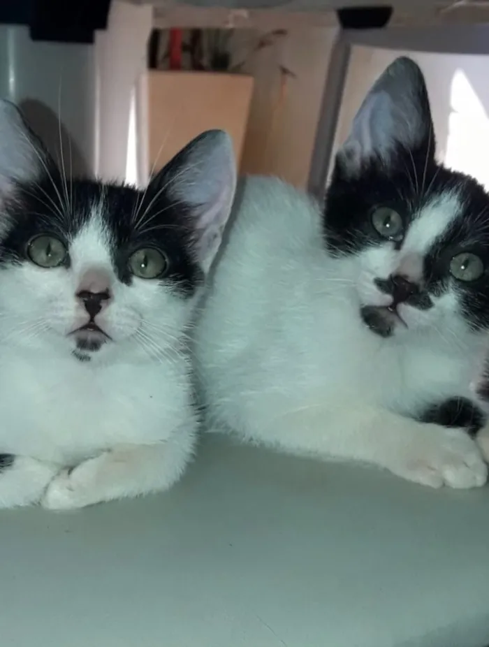 Gato ra a Frajola  idade 2 a 6 meses nome Bob