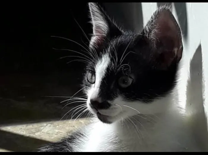 Gato ra a Frajola  idade 2 a 6 meses nome Bob