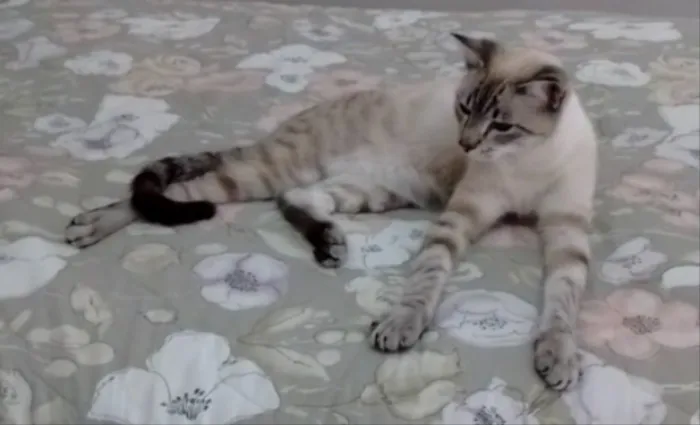 Gato ra a Siamês mix  idade 7 a 11 meses nome Zeus