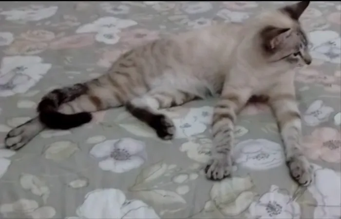 Gato ra a Siamês mix  idade 7 a 11 meses nome Zeus