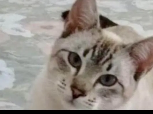 Gato ra a Siamês mix  idade 7 a 11 meses nome Zeus