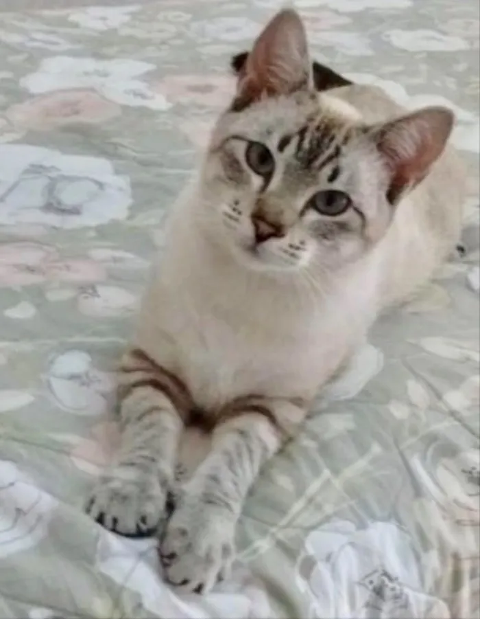 Gato ra a Siamês mix  idade 7 a 11 meses nome Zeus