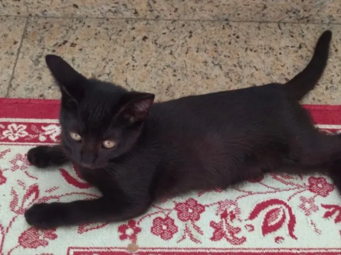Gato ra a Sr maravilhosa  idade Abaixo de 2 meses nome Amanda 