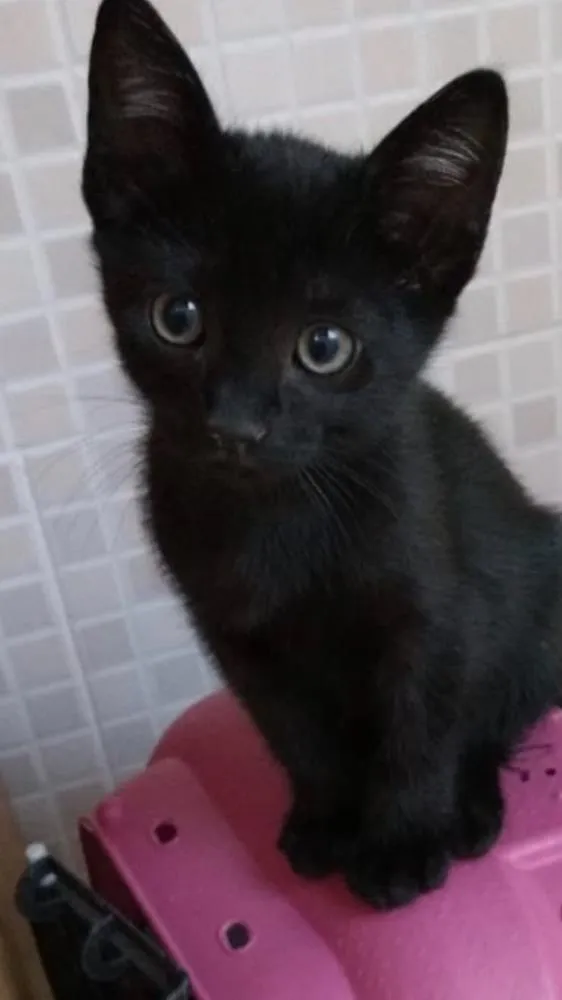 Gato ra a Sr maravilhosa  idade Abaixo de 2 meses nome Amanda 
