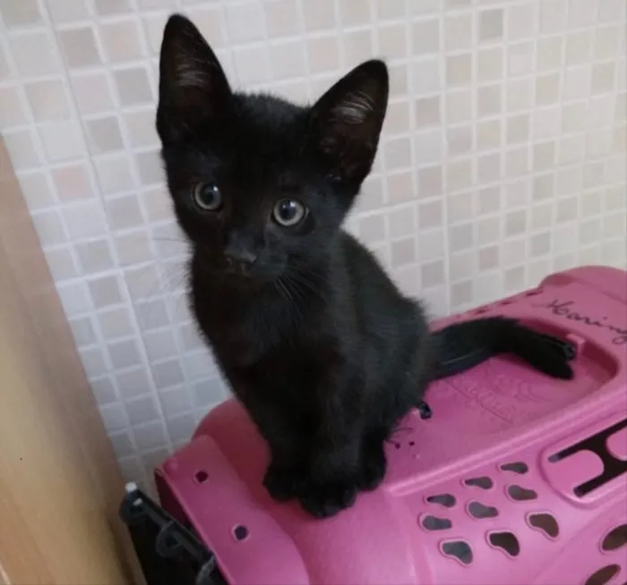 Gato ra a Sr maravilhosa  idade Abaixo de 2 meses nome Amanda 