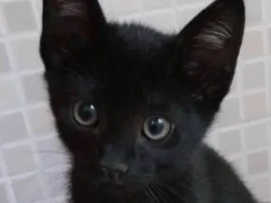 Gato raça Sr maravilhosa  idade Abaixo de 2 meses nome Amanda 
