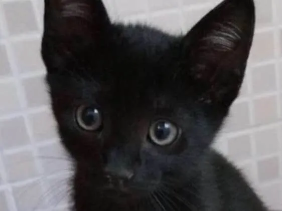 Gato ra a Sr maravilhosa  idade Abaixo de 2 meses nome Amanda 