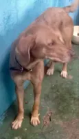 Mel uma fofa 