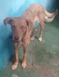 Mel uma fofa 