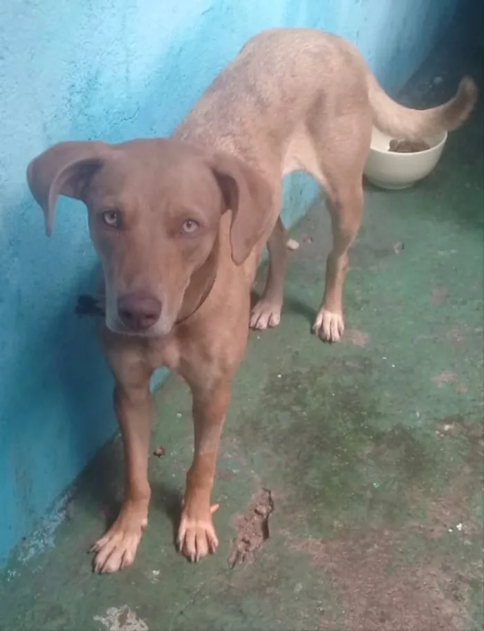 Cachorro ra a Até com Weimaraner  idade 1 ano nome Mel uma fofa 