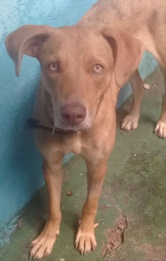 Cachorro ra a Até com Weimaraner  idade 1 ano nome Mel uma fofa 
