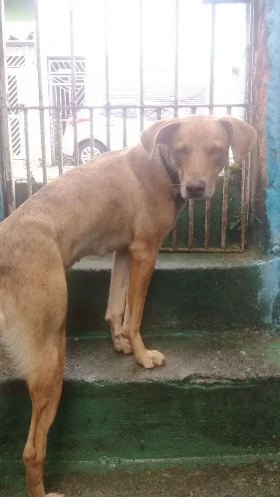 Cachorro ra a Até com Weimaraner  idade 1 ano nome Mel uma fofa 