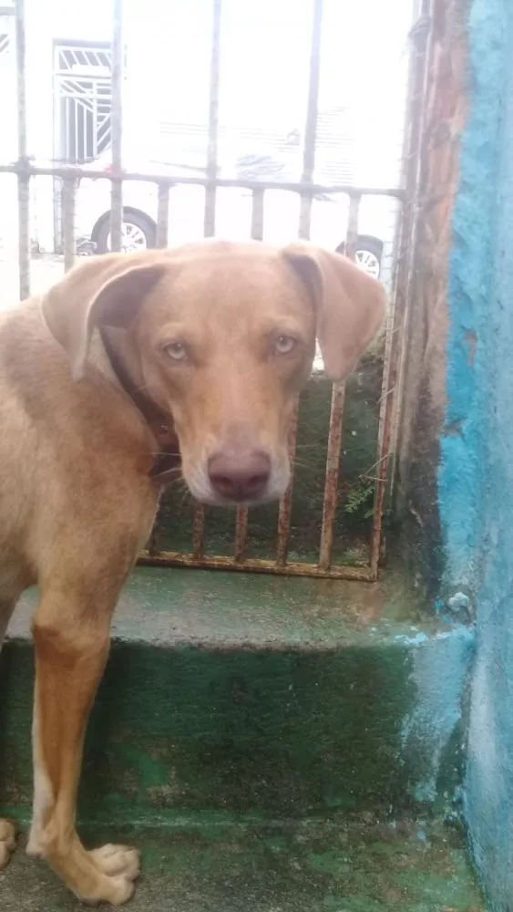 Cachorro ra a Até com Weimaraner  idade 1 ano nome Mel uma fofa 