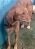 Mel uma fofa 