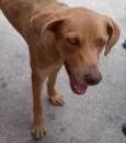 Mel uma fofa 