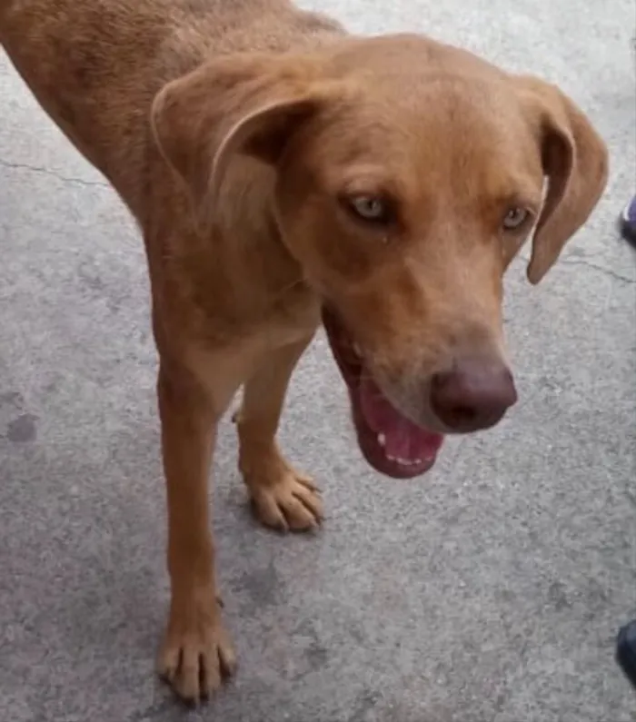 Cachorro ra a Até com Weimaraner  idade 1 ano nome Mel uma fofa 