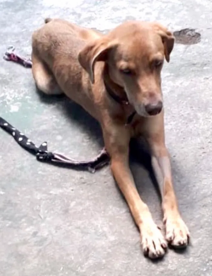 Cachorro ra a Até com Weimaraner  idade 1 ano nome Mel uma fofa 