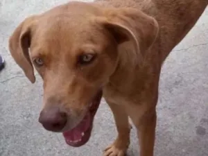 Cachorro raça Até com Weimaraner  idade 1 ano nome Mel uma fofa 