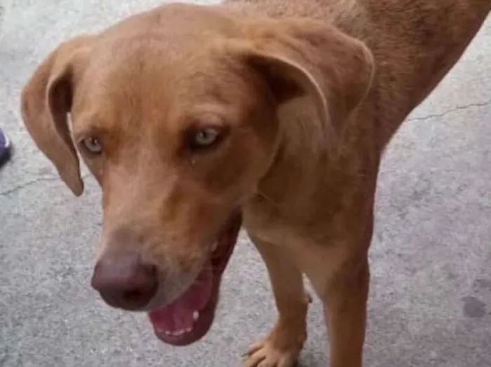 Cachorro ra a Até com Weimaraner  idade 1 ano nome Mel uma fofa 