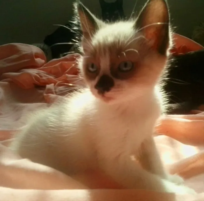 Gato ra a Siamês mix  idade Abaixo de 2 meses nome Pedro