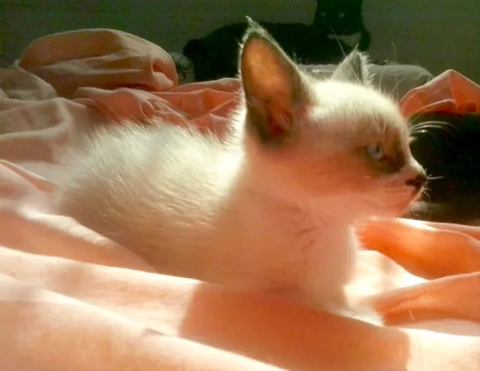 Gato ra a Siamês mix  idade Abaixo de 2 meses nome Pedro