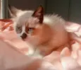 Pedro