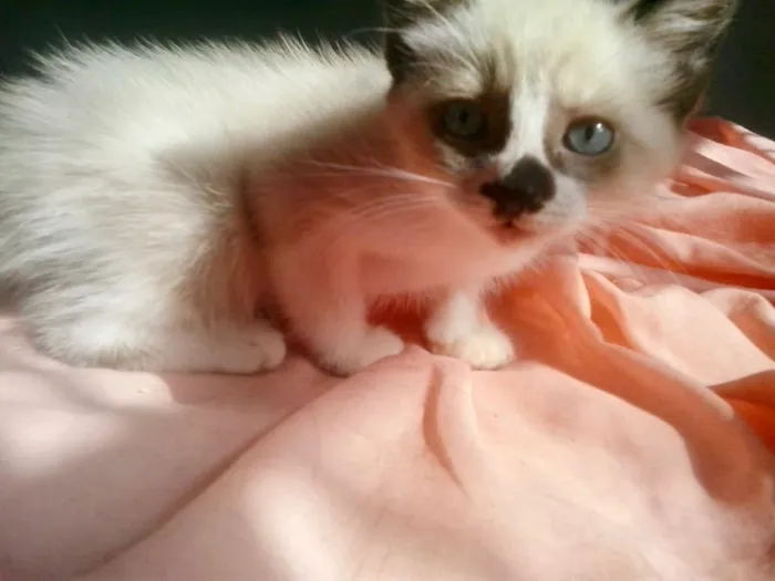 Gato ra a Siamês mix  idade Abaixo de 2 meses nome Pedro