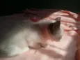 Pedro