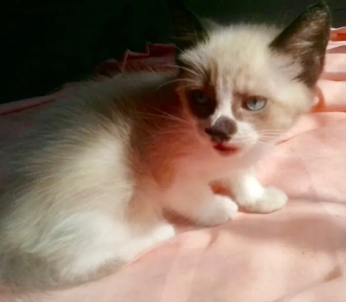 Gato ra a Siamês mix  idade Abaixo de 2 meses nome Pedro