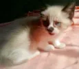 Pedro
