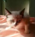 Pedro