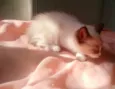 Pedro