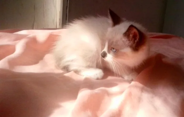Gato ra a Siamês mix  idade Abaixo de 2 meses nome Pedro